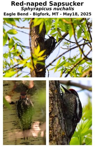 Red-naped Sapsucker
Sphyrapicus nuchalis
Eagle Bend - Bigfork, MT
May 18, 2025
#flathead #bigforkmt #eaglebend #nature #birds #nativespecies #flatheadwaterfowlproductionarea #photography #wildlife #woodpecker #sapsucker
#Animalia #Craniata #Aves #Piciformes #Picidae #Sphyrapicus #nuchalis