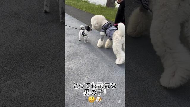 【チベタン・テリア】ボブくんとお知り合いになりました😃🐶@スタンプーのメルシー　#shorts #dog #poodle #大型犬 #スタンプー #スタンダードプードル#チベタンテリア#お友達
