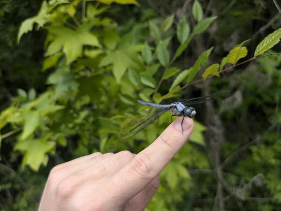 A blue dasher dragonfly perched on the end of my pointer finger