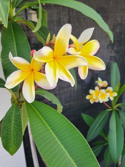 Yellow flowers surrounded by green leaves