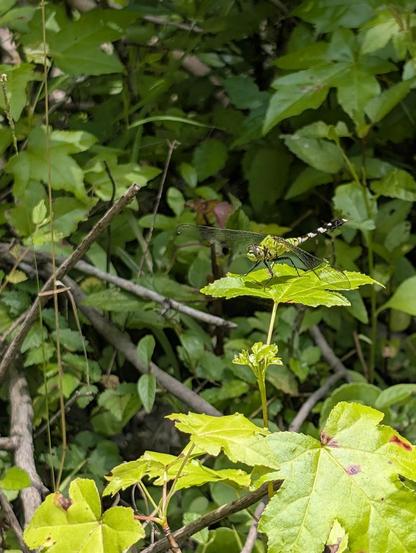 An eastern pondhawk dragonfly perched on a very green leaf