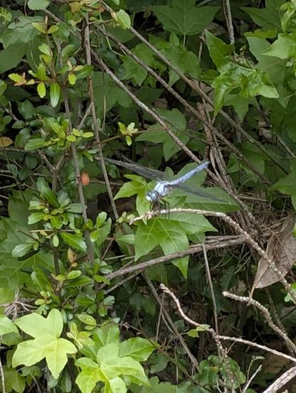 A blue dasher dragonfly perched on a branch in much the same position