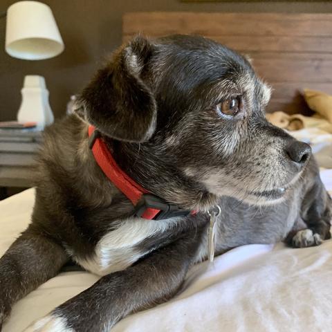 iPhone photo of our small black Chiweenie with floppy ears and a white chest, feet, and face, she’s resting on our bed, wearing a red collar. Her profile is visible, featuring large brown eyes and a serene expression.