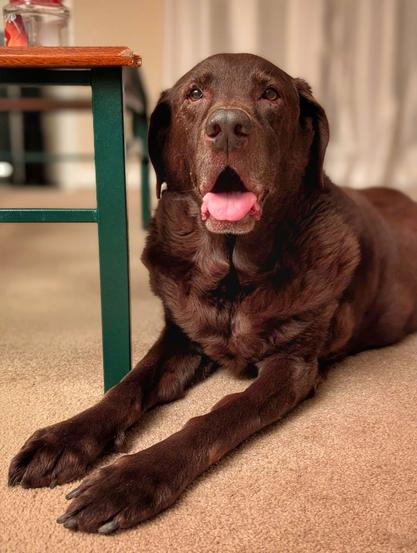 A chocolate lab is lying down with his head up and tongue sticking out.