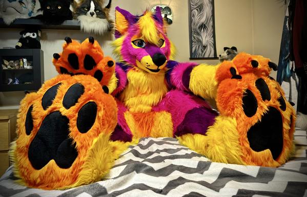 Cereus the Coyote proudly shows off his very large soft orange foot paws