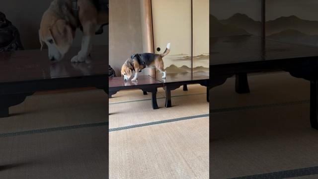 家族の目を盗みいけないことをするビーグルさん#ビーグル#beagle#shorts