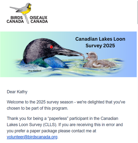 A lovely summery illustration by Shay Stenback showing a downy loon chick being fed by its parents.  Text includes the Birds Canada Logo, Canadian Lakes Loon Survey 2025 and the start of the volunteer letter.