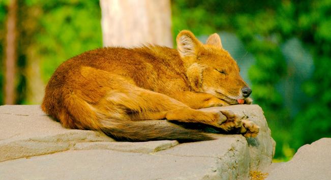 a dhole laying in the sunlight, eyes closed, both their hindpaws facing the camera, lots of orange floof between the pawpads