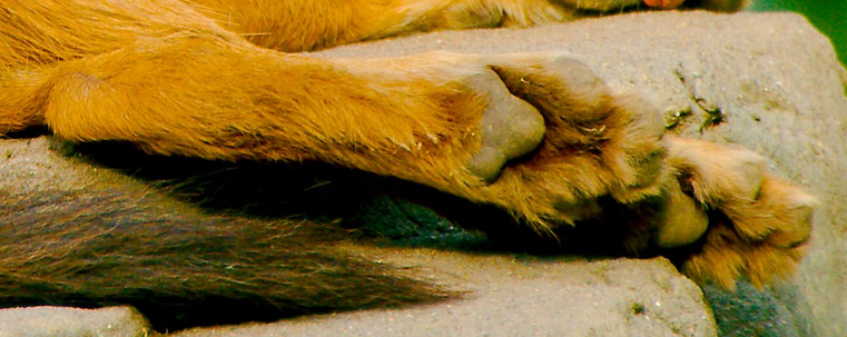 closeup of previous photo