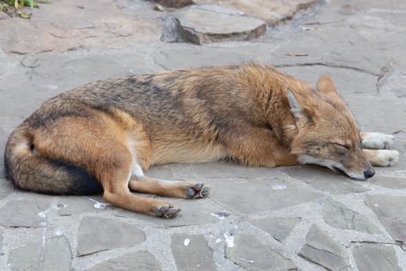 photo of a less floofy dhole laying on some stonework, both hindpaws have pads clearly visible. this dhole is a lot less floofy than the last so the pads are easier to see