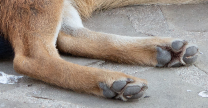 closeup on the hinds from the previous (third actual) photo