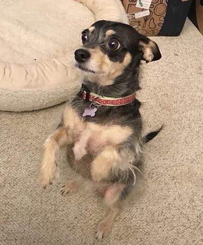 iPhone photo of a small terrier sitting up on a beige wool carpet, begging for cheese. She has big brown eyes, a short black and tan coat, a silver Mohawk, and wears a red collar. A cream colored doggie bed is visible in the background.