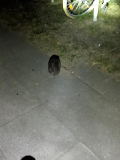 Igel läuft davon. Mit Blitz, unscharf