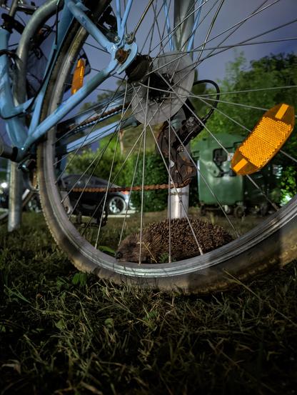 Igel versteckt sich hinter Fahrradreifen und legt den Kopf auf der Felge ab