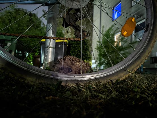 Igel liegt auf der Felge und sieht aus, als würde er schlafen