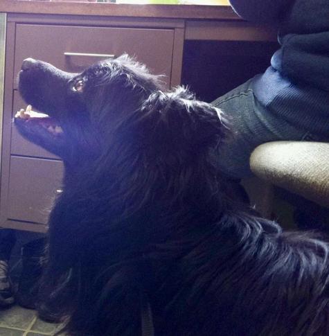 The image features a black dog with long, fluffy fur sitting indoors. The dog is looking upwards with its mouth slightly open, revealing its teeth and tongue. Its ears are perked up, and its eyes are focused on something above. The dog is wearing a collar, and its fur appears to be well-groomed. In the background, there is a wooden desk with a drawer, and a person is partially visible, sitting on a chair with their legs crossed. The person is wearing blue jeans and a dark-colored sweater. The lighting in the room is soft, with a warm tone, and the floor is tiled.

Provided by @altbot