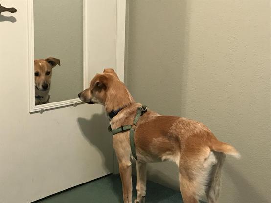 The image shows a dog standing in front of a mirror, looking at its reflection. The dog has a light brown coat with a white patch on its chest and is wearing a green harness and a black collar. The mirror is framed in white and is attached to a white door. The dog's tail is slightly raised, and it appears to be focused on the reflection. The background is a plain, light-colored wall, and the floor is green. The dog's reflection is clearly visible in the mirror, showing the same light brown coat and attentive expression.

Provided by @altbot