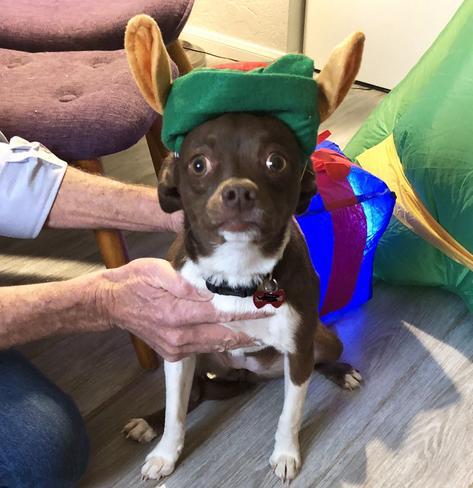iPhone photo of a medium sized liver brown dog with white markings sitting and being held still by my husband’s hands. She’s wearing a green elf hat with ears, and her eyes are big and round. She looks very silly. Colorful holiday decorations are visible in the background.