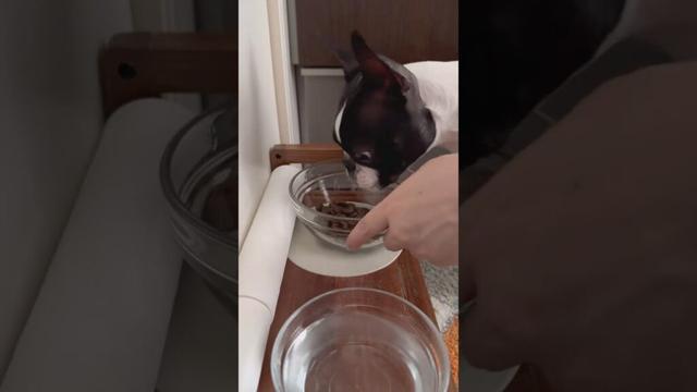おはよう！メルの朝ごはん #ボストンテリア #ボステリ #bostonterrier