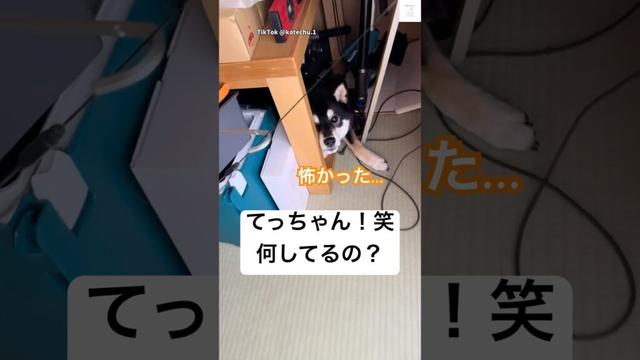 てっちゃん発見‼️大きな音が怖くて隠れてる柴犬　#柴犬　#犬　#かわいい犬 #犬のいる暮らし #おもしろ