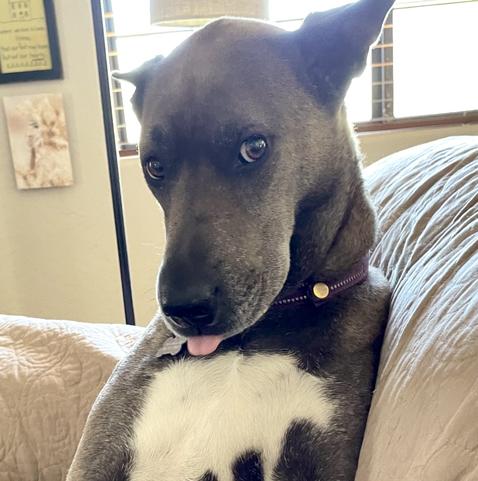 iPhone photo of a big taupe colored, short haired dog with a gray coat and a white patch on her chest is sitting prettily on the sofa, playfully sticking out her pink tongue. She’s wearing a purple collar, and she’s being extraordinarily adorable.