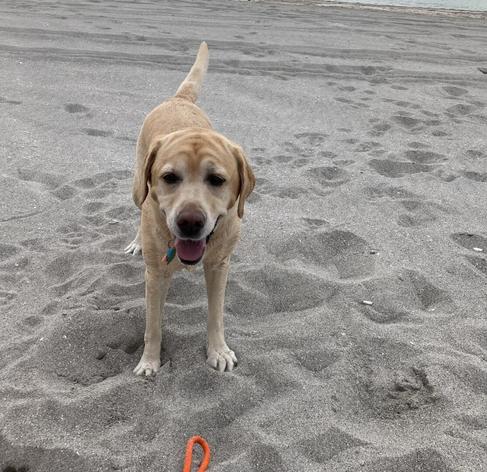 Yellow Labrador with tongue out after retrieving throw toy.