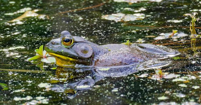 This particularly large bullfrog is just a bit submerged, facing due left in the frame. The surface of the water is dark as it reflects tree foliage, but it's very broken up by plant life, tree dirt, algae and so on. The frogs chin is quite yellow, and the bulbous eyes are speckled yellow with a black pupil. The bullfrog has a large ear drum.