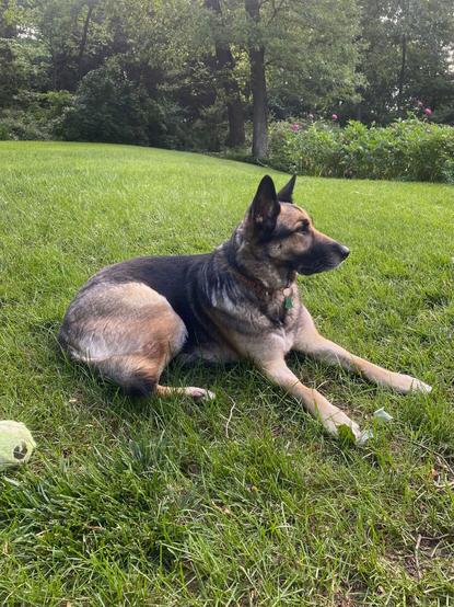 Photo shows a german shepherd dog siting majestically on a green lawn.