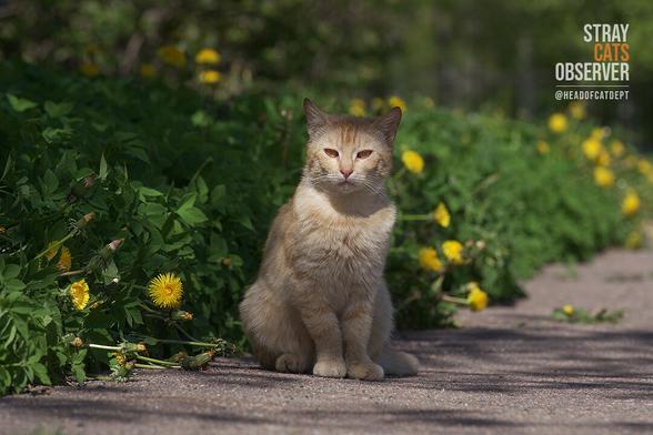 Ginger cat sits on a path near a lawn with dandelions
