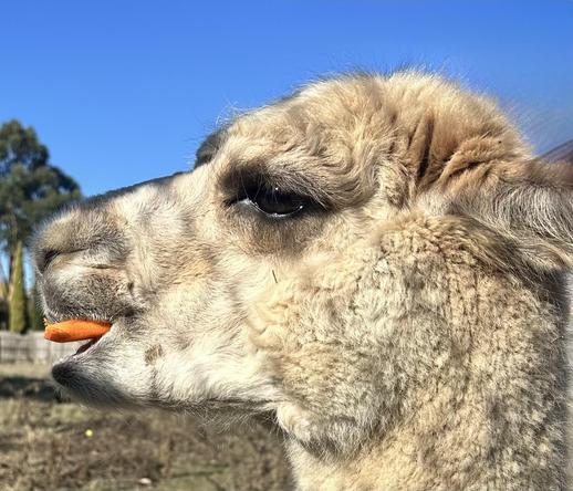Chaser eating something like his 12th carrot of the day. So far. (He’s, so far, ignoring the bale of lucerne & hoping for more carrots.)
