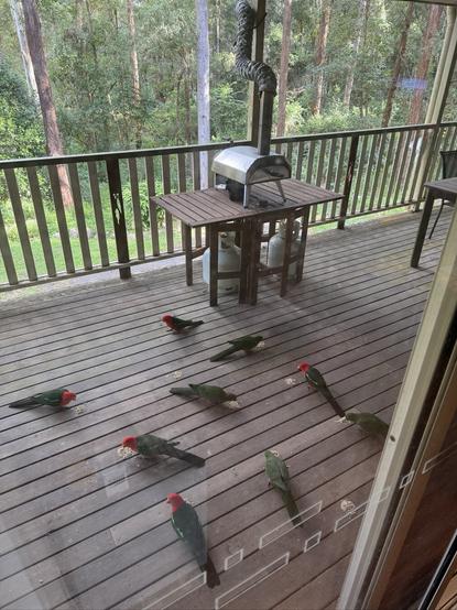Nine king parrots feeding on out veranda. They are green and red parrots with the males having more red than the females.