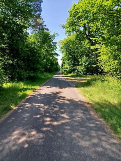 Radwegenetz durch den Wald.