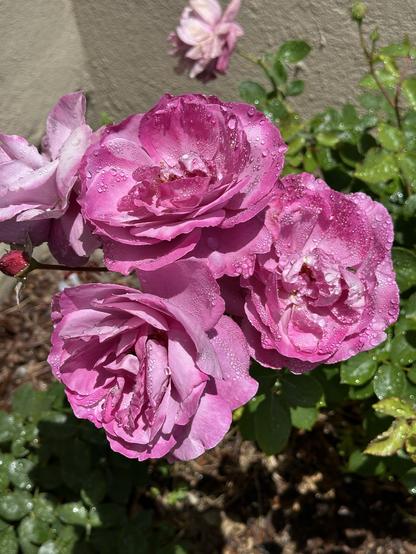 3 pink roses