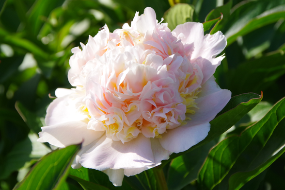 Große gefüllte Blüte in zarten Farben vor grünem Hintergrund.