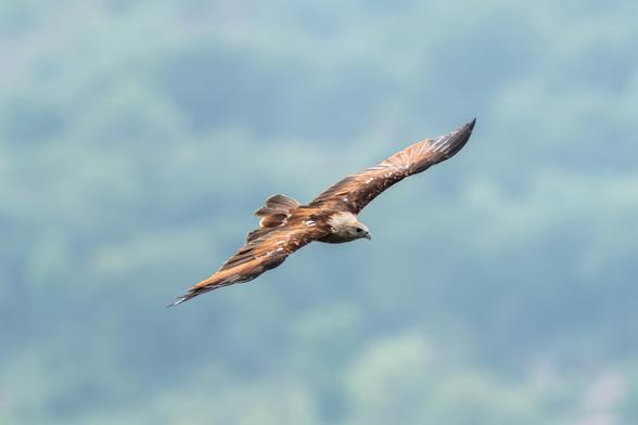 A Haliastur indus gliding effortlessly through the air, its chestnut wings outstretched and pale head sharply focused against a softly blurred, forested backdrop. The raptor’s streamlined flight captures both power and serenity in motion.