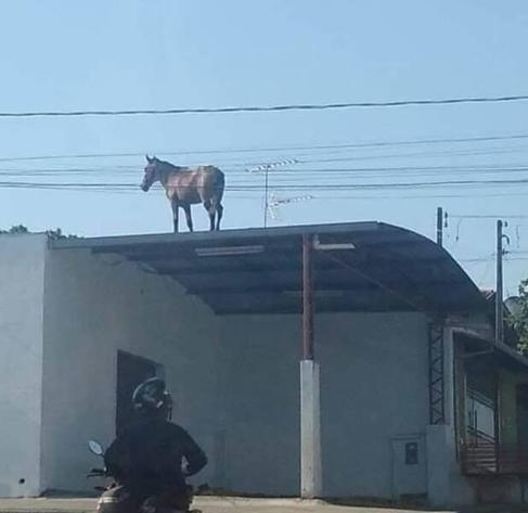 Just a horse on a roof