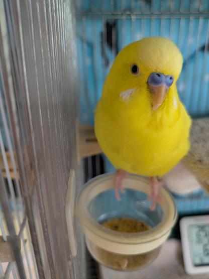 お茶碗の上にとまっている黄色いセキセイインコ