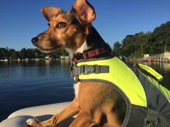 It's a sunny summer day. A small brown and black terrier mix wearing a bright yellow life jacket looks out over the calm surface of a small lake from the seat of a boat. Her ears are perked up and alert.