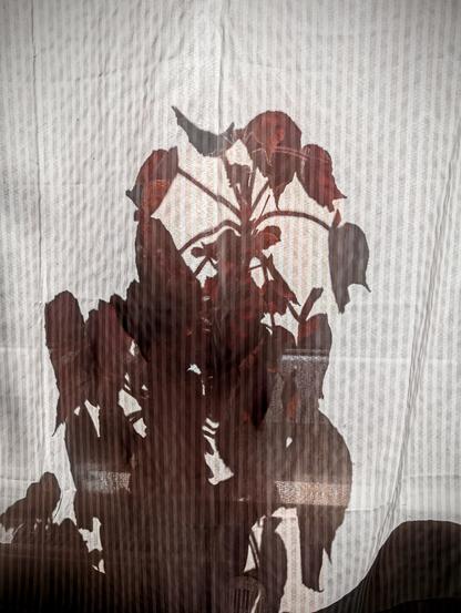 Deutsch: Schatten einer Topfpflanze auf einem lichtdurchfluteten, gestreiften Vorhang. Die Umrisse wirken dramatisch und erinnern an ein Monster – wie ein Kaijū hinter der Leinwand. Foto by Johann Seidl, Gartenpoet
English: Shadow of a potted plant cast on a sunlit, striped curtain. The silhouette appears dramatic, resembling a monster – like a Kaijū behind a screen. Photo by Johann Seidl, Gartenpoet