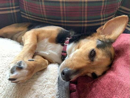 A small terrier mix dozes on a couch, eyes half-closed, laying on her side with her head on a pillow.