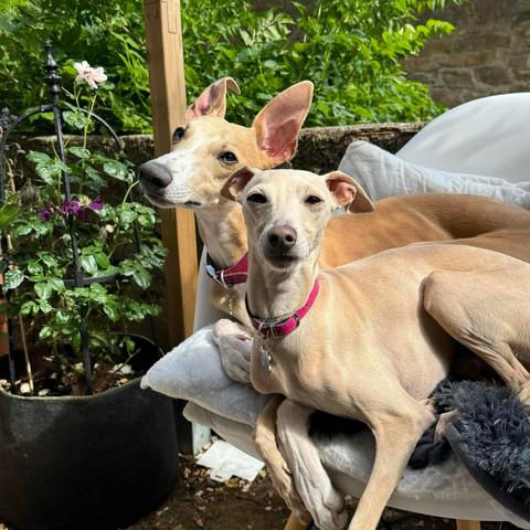 Two light-coloured dogs on a chair in a garden.