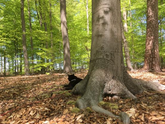 Black cat taking cover next to roots of a beech tree. In the back blue sky behind the beech - dressed in fresh spring leaves.
The street is right behind the trees and Lilli is peering at that line right above the forrest ground - that is scattered with last years leaves.