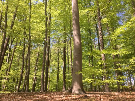 Beech trees reaching for blue sky, visible behind the fresh opening green leaves.