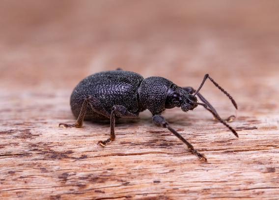 Short-nosed weevil in close up, from the side