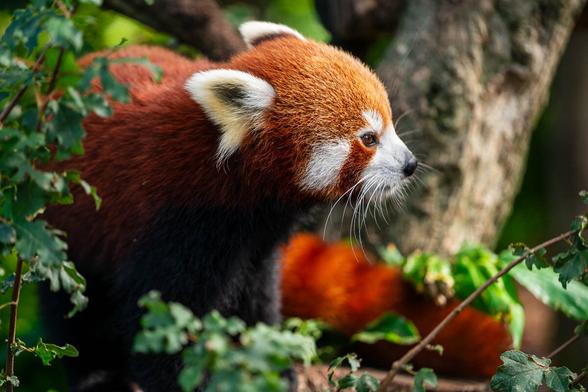 Close-up of a red panda with its head slightly tilted, showing its reddish-brown fur, white facial markings, and bushy tail, set against a softly blurred natural background.