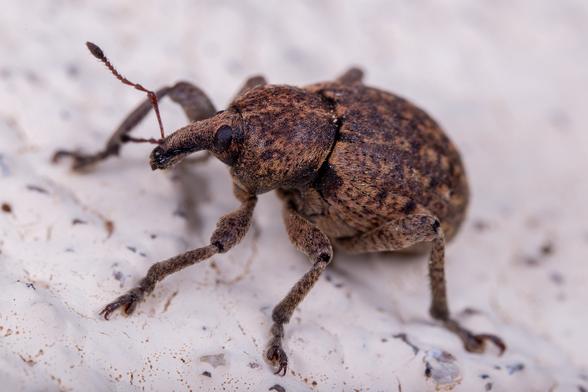 Weevil 3/4 view close up.