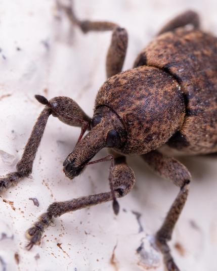 Weevil close up portrait from above