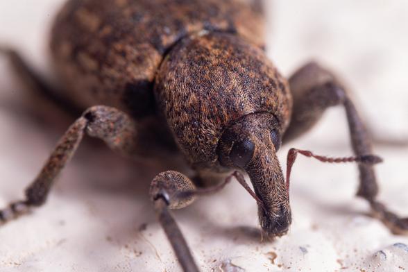 Weevil portrait