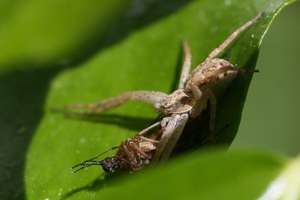 A spider on a green leaf, holding a prey (some kind of fly I think).