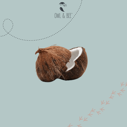 Coconut as an ingredient for Owl & Bee products